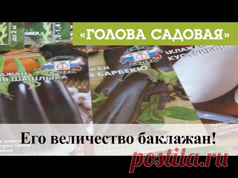 Голова садовая - Его величество баклажан!