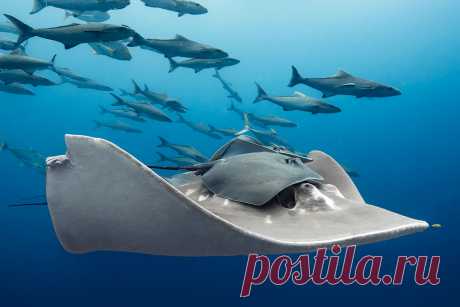Выбраны лучшие подводные фото года - Новости Mail.ru