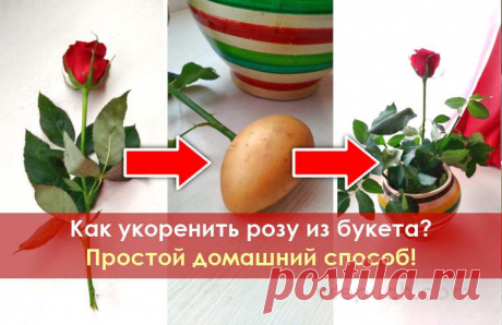 Как укоренить розу из букета? Простой домашний способ! Если вам понравились подаренные вам розы или вы просто хотите сохранить их живыми, как память о каком-то событии, то нет ничего проще! Просто укорените подаренные вам розы и превратите их в живой розовый куст.