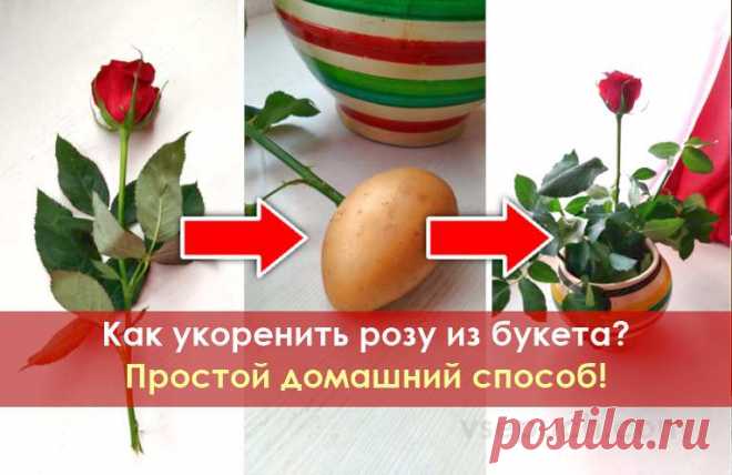 Как укоренить розу из букета? Простой домашний способ! Если вам понравились подаренные вам розы или вы просто хотите сохранить их живыми, как память о каком-то событии, то нет ничего проще! Просто укорените подаренные вам розы и превратите их в живой розовый куст.