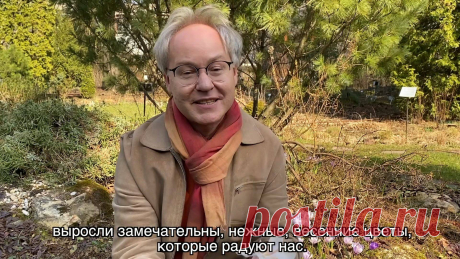 Весна в Саду Души - Крокусы!