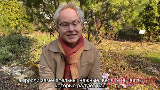 Весна в Саду Души - Крокусы!
