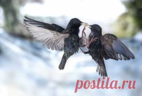 Фото дня на «Фото.Сайте»
«Common starling» (AlexsanderBB)

Другие работы автора: www.photosight.ru/users/128023/