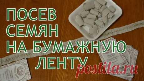 Посев семян на бумажную ленту