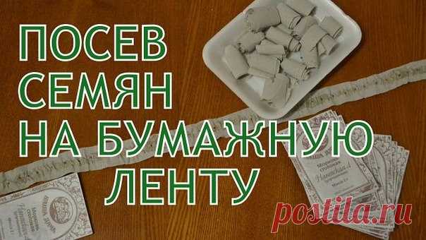 Посев семян на бумажную ленту