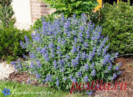 Лучшие декоративные зимостойкие кустарники, цветущие все лето