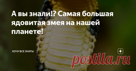 А вы знали!? Самая большая ядовитая змея на нашей планете! Всем привет! Сегодня я хотел бы вам рассказать о самой большой ядовитой змеёй на земле, интересно? Тогда погнали!
Королевская кобра
Как вы уже наверное догадались речь пойдёт о Королевской кобре, которая является самой большой сухопутной змеёй, которая обладает ядом. Эта удивительная змея обитает преимущественно в Азии и Индии.
Длинна этого удивительного создания может достигать 6 метров, что