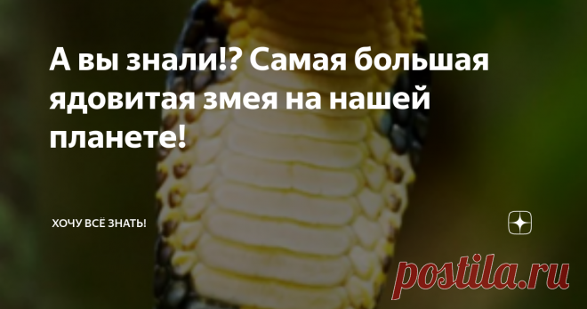 А вы знали!? Самая большая ядовитая змея на нашей планете! Всем привет! Сегодня я хотел бы вам рассказать о самой большой ядовитой змеёй на земле, интересно? Тогда погнали!
Королевская кобра
Как вы уже наверное догадались речь пойдёт о Королевской кобре, которая является самой большой сухопутной змеёй, которая обладает ядом. Эта удивительная змея обитает преимущественно в Азии и Индии.
Длинна этого удивительного создания может достигать 6 метров, что