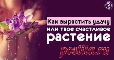 Как вырастить удачу... 
Все мы любим цветы, но не все знают, что цветы могут принести удачу и счастье в нашу жизнь. Ведь у каждого из нас есть своё растение-талисман.
1. Огненные знаки и их растения-талисманы:
Огненным знак…