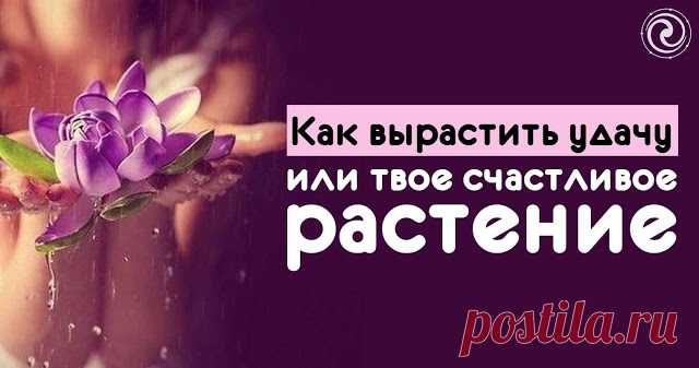 Как вырастить удачу... 
Все мы любим цветы, но не все знают, что цветы могут принести удачу и счастье в нашу жизнь. Ведь у каждого из нас есть своё растение-талисман.
1. Огненные знаки и их растения-талисманы:
Огненным знак…
