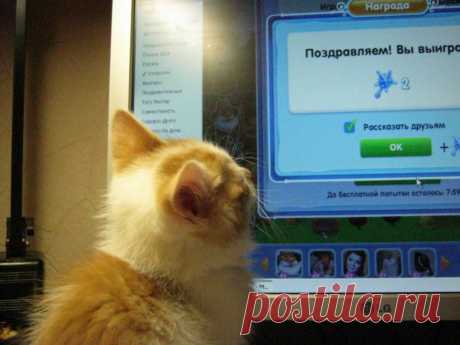 Кот - победитель!