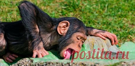 Замена плоского «обезьяньего» носа на длинный человеческий – эволюционная адаптация для экономии воды
Людей от наших ближайших «родственников» в животном мире отличают не только прямохождение и высокоразвитый мозг. Есть и другие отличия, которые не так бросаются в глаза, но важны с точки зрения эволюции. Например, оказалось , что по сравнению с человекообразными обезьянами древний человек...
Читай пост далее на сайте. Жми ⏫ссылку выше