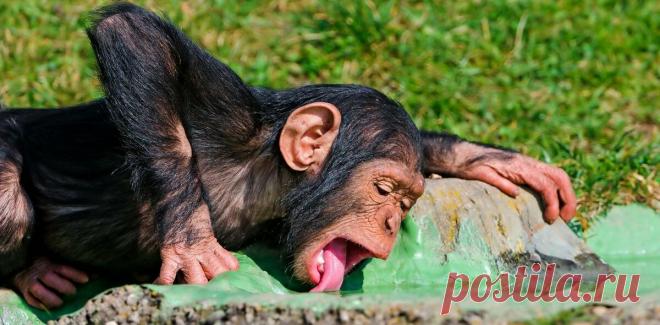 Замена плоского «обезьяньего» носа на длинный человеческий – эволюционная адаптация для экономии воды
Людей от наших ближайших «родственников» в животном мире отличают не только прямохождение и высокоразвитый мозг. Есть и другие отличия, которые не так бросаются в глаза, но важны с точки зрения эволюции. Например, оказалось , что по сравнению с человекообразными обезьянами древний человек...
Читай пост далее на сайте. Жми ⏫ссылку выше