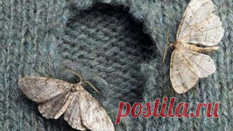 Народные методы борьбы с молью: не оставь насекомому ни единого шанса! Многие до сих пор удивляются наличию моли в квартире: человечество всë больше отдаляется от природы, тараканы уже стали редкими гостями, а моли всë нипочем! Откуда такая живучесть? Дело в том, что моль очень любит мех и шерсть, а вещи из натуральных материалов сегодня считаются признаком благосостояния. Чем больше покупательная способность людей, тем больше шансов у моли стать членом именно этой семьи. ...