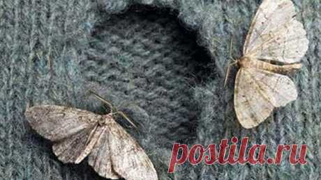 Народные методы борьбы с молью: не оставь насекомому ни единого шанса! Многие до сих пор удивляются наличию моли в квартире: человечество всë больше отдаляется от природы, тараканы уже стали редкими гостями, а моли всë нипочем! Откуда такая живучесть? Дело в том, что моль очень любит мех и шерсть, а вещи из натуральных материалов сегодня считаются признаком благосостояния. Чем больше покупательная способность людей, тем больше шансов у моли стать членом именно этой семьи. ...