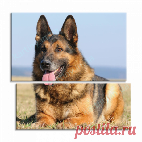 Модульная картина Овчарка купить в Киеве, цена в Украине | Kartiny