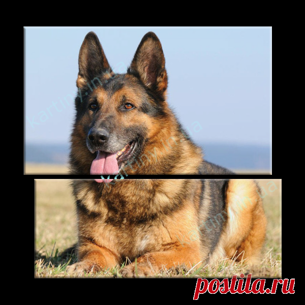 Модульная картина Овчарка купить в Киеве, цена в Украине | Kartiny