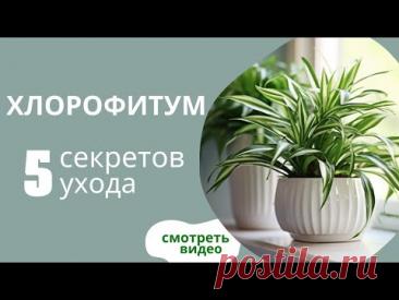 Хлорофитум. ЭТИ ОШИБКИ в уходе угробят растение.