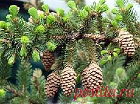 Ель обыкновенная (еловые шишки) - растение целитель - Садоводка