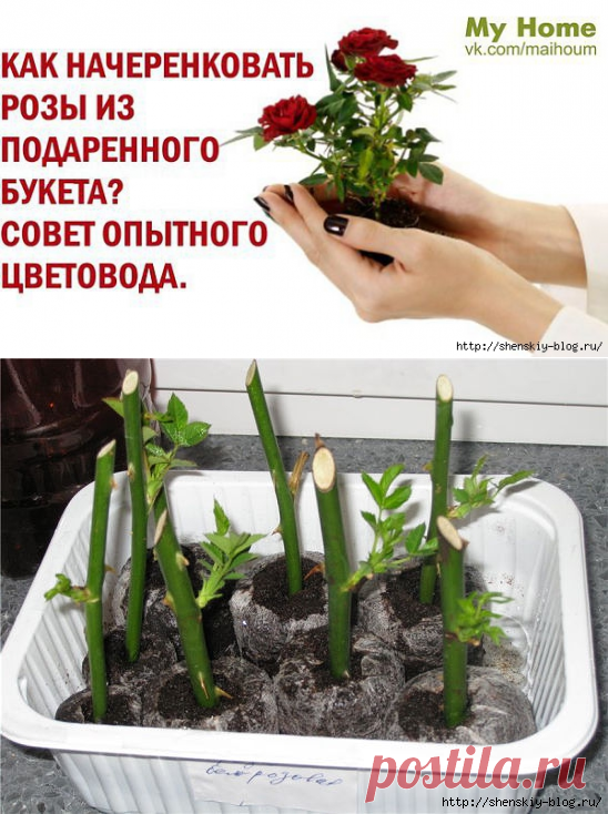 Как начеренковать розы из подаренного букета!