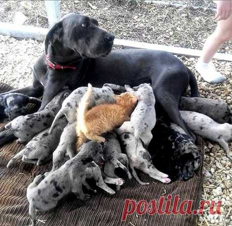 Вот она, наглая рыжая морда