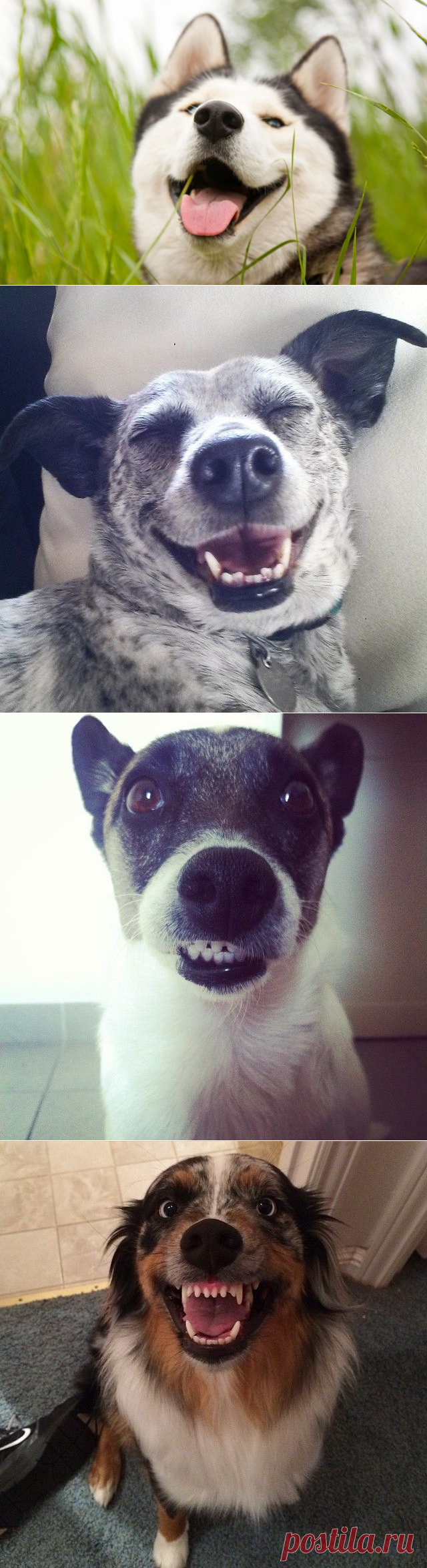 Смотрите, как мы умеем вам улыбаться