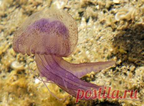 30 фото медуз — самых невероятных морских обитателей