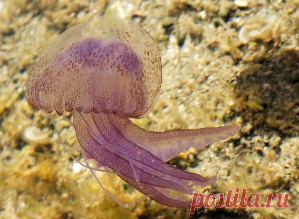 30 фото медуз — самых невероятных морских обитателей