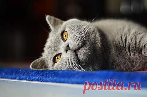 meow.