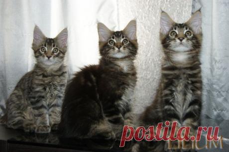 Три богатыря,три котенка мейн кун — Питомник Мейн-кунов &quot;Lilium&quot;