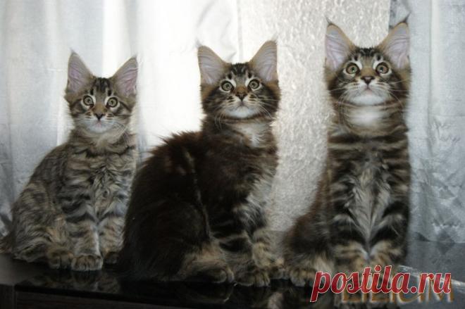 Три богатыря,три котенка мейн кун — Питомник Мейн-кунов "Lilium"