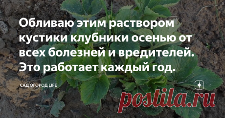 Обливаю этим раствором кустики клубники осенью от всех болезней и вредителей. Это работает каждый год.