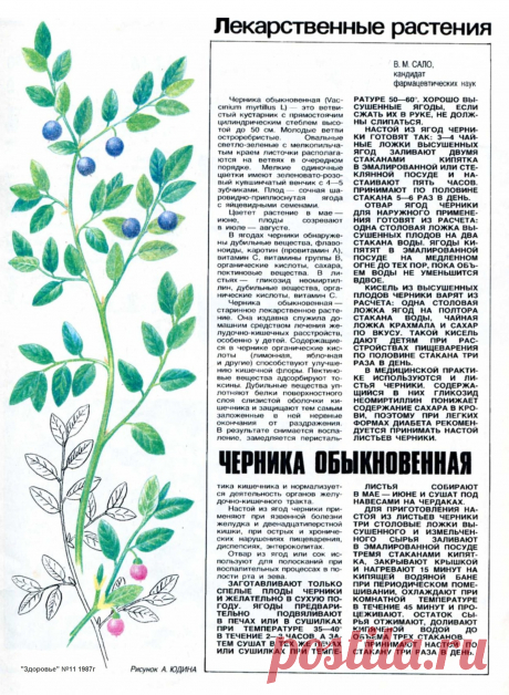 Черника обыкновенная