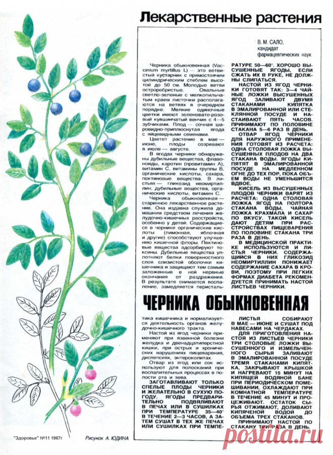 Черника обыкновенная