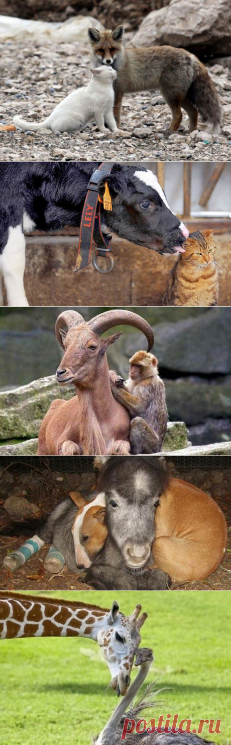 (+1) тема - Животные тоже умеют дружить! | Четвероногий юмор