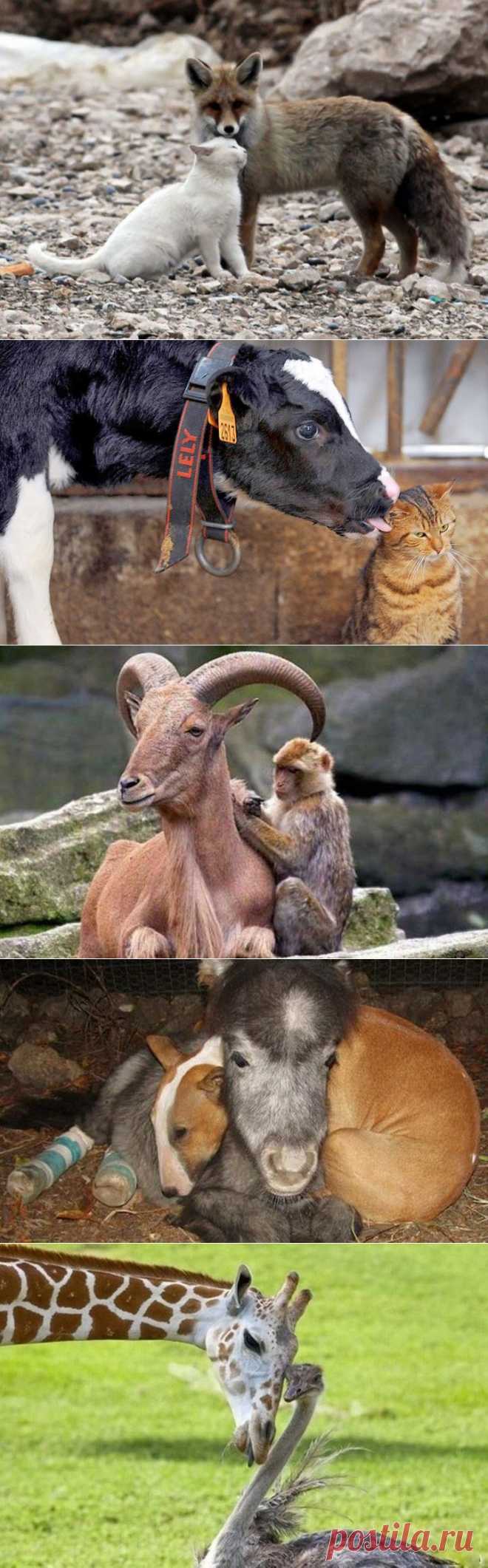 (+1) тема - Животные тоже умеют дружить! | Четвероногий юмор