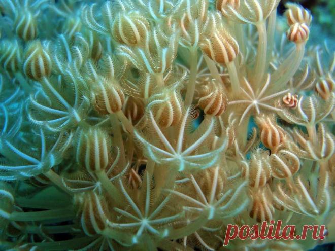 Пульсирующие кораллы.