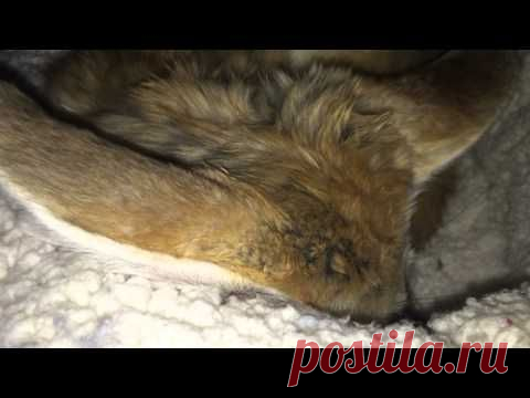 Этому лисенку перебили сон. Такой забавной реакции от животного не ожидал никто!