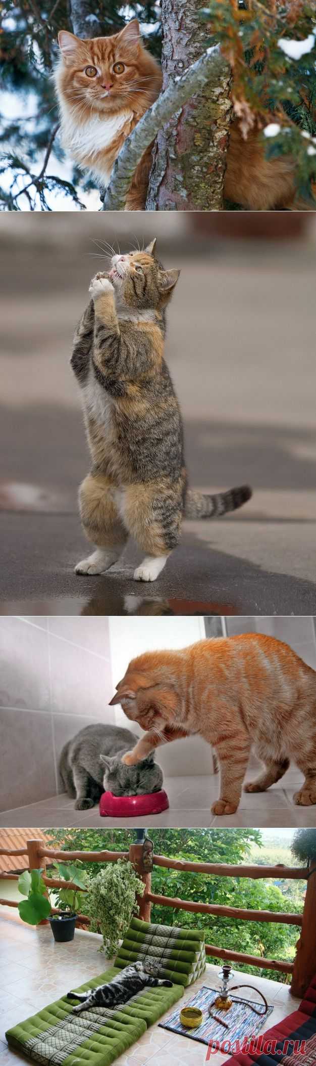 Великие о кошках.