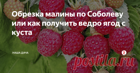 Обрезка малины по Соболеву или как получить ведро ягод с куста Конец мая – начало июня самое лучшее для этого время, кстати. В этот период проводится первая, подготовительная обрезка малинника.
Уникальная методика выращивания малины, изобретенная садоводом-энтузиастом А.Г. Соболевым, уже много лет пользуется заслуженной популярностью и признанием. Грамотный уход за малиной и своевременно проведенные необходимые процедуры позволяют собирать немыслимые урожаи.
