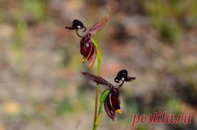 Орхидея Caleana major - настоящее чудо Orchidea Info - Орхидеи-инфо