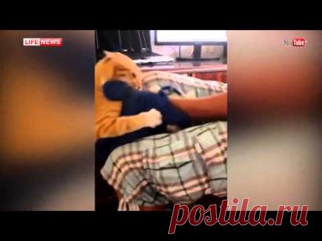 Кот мститель загнал хозяина на балкон / Cat Gets Revenge — Яндекс.Видео
