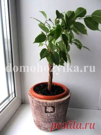 Сращивание стволов фикуса.