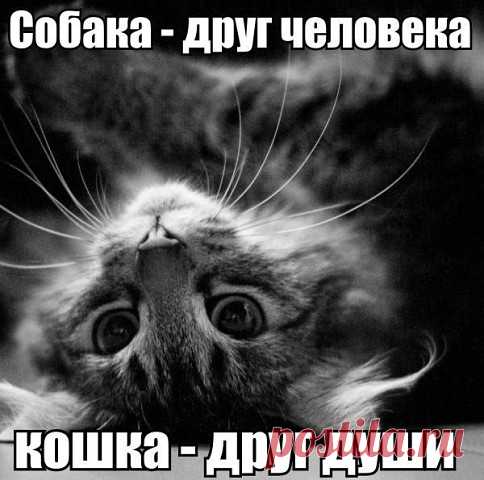 верные друзья..