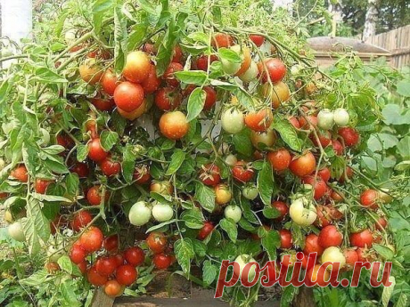 ХОТИТЕ ПОМИДОР? КУПИТЕ...ТРИХОПОЛ!