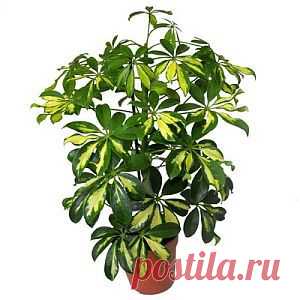 Как размножать шеффлеру | Цветы и травы