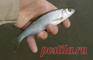 Ловля ельца осенью — общие принципы поимки этой рыбы