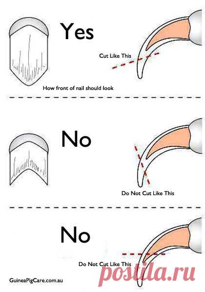 Table of contentLong Nail ProblemsWhen to clip your dog’s nails?How to clip long nails?Required tools Dog nails are always stressing inducing for owners, for they are tricky and can become an…