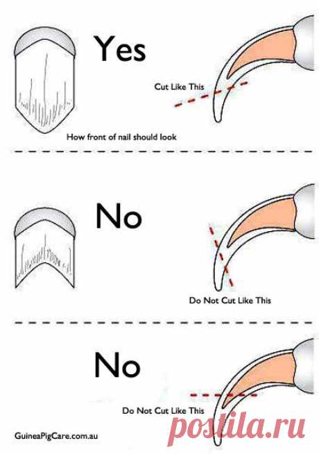 Table of contentLong Nail ProblemsWhen to clip your dog’s nails?How to clip long nails?Required tools Dog nails are always stressing inducing for owners, for they are tricky and can become an…