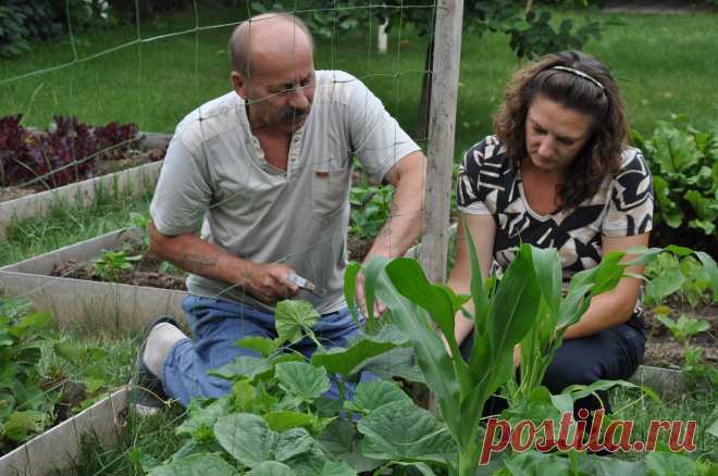 Три суперспособа посадки огурцов